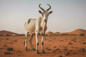 nationaal dier van mauritania foto