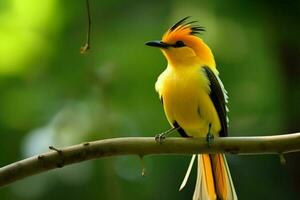 nationaal vogel van Brunei foto