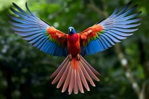 nationaal vogel van Haïti foto