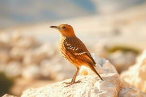 nationaal vogel van Jordanië foto