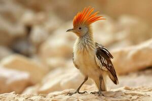 nationaal vogel van Jordanië foto