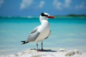 nationaal vogel van Kiribati foto