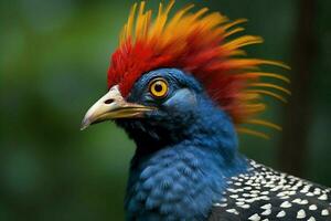 nationaal vogel van Madagascar foto