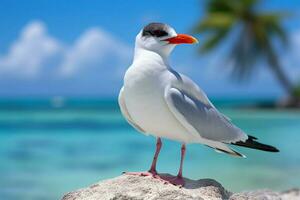 nationaal vogel van maarschalk eilanden foto