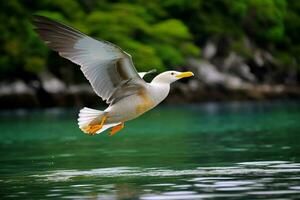 nationaal vogel van Palau foto