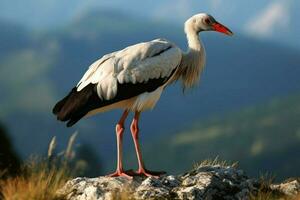 nationaal vogel van Piemonte-Sardinië foto