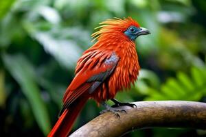 nationaal vogel van Samoa foto