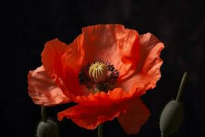 papaver beeld hd foto