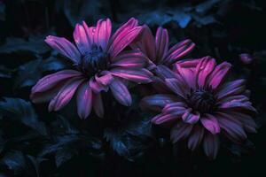 Purper bloemen in de donker foto