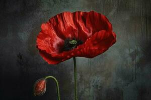 een rood papaver foto