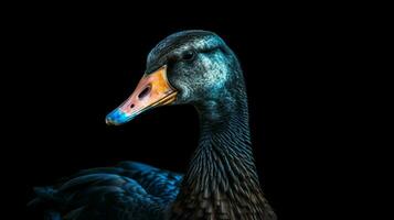 een gans met een blauw achtergrond en een zwart achtergrond foto