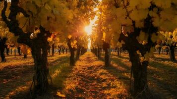 herfst zon schijnend door rijen van druif wijnstokken Hoi foto