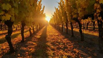 herfst zon schijnend door rijen van druif wijnstokken Hoi foto