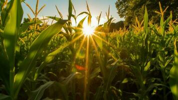 maïs veld- met de zon schijnend door de vertrekken foto