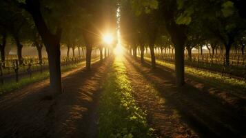 wijngaard met zonnestralen schijnend door de bomen foto
