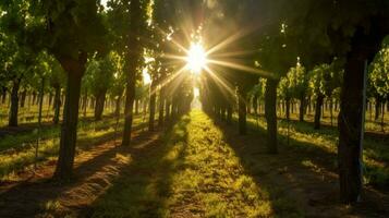 wijngaard met zonnestralen schijnend door de bomen foto