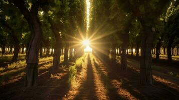 wijngaard met zonnestralen schijnend door de bomen foto