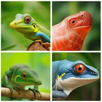 nationaal dier van Belize hoog kwaliteit 4k ultra foto
