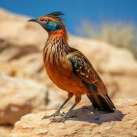 nationaal vogel van Namibië hoog kwaliteit 4k ultra h foto
