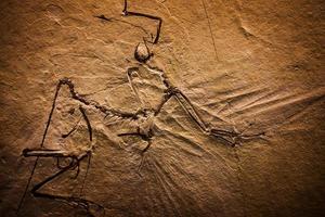 prehistorisch dinosaurusskelet fossiel foto