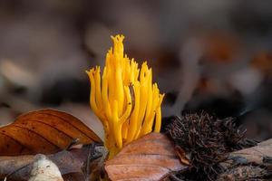 gele kleverige hornling, calocera viscosa, paddenstoel op de bosbodem foto