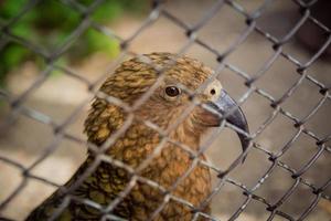 vogel in kooi foto