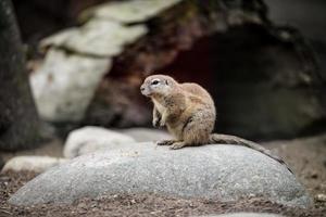 close-up fotografie van dieren. grondeekhoorns houden de omgeving in de gaten. foto