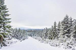 winterboslandschap in de brockenberg, harz, duitsland foto