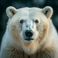 polair beer wild leven fotografie hdr 4k foto