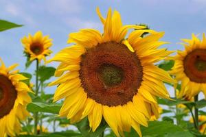 bloeiende zonnebloem op een veld in beieren foto