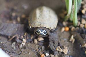 dichtbij omhoog is baby zoetwater schildpad Bij Thailand foto