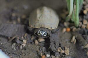 dichtbij omhoog is baby zoetwater schildpad Bij Thailand foto