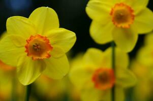 een veld- van geel narcissen in de midden- van een met gras begroeid veld- foto