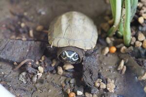 dichtbij omhoog is baby zoetwater schildpad Bij Thailand foto