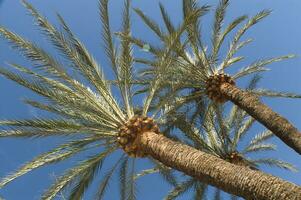 een visie van een palm boom met een blauw lucht in de achtergrond foto