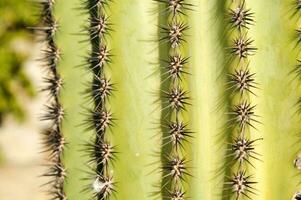 een dichtbij omhoog van een cactus met veel klein naalden foto