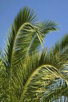 een palm boom met een vogel vliegend in de lucht foto