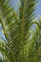 een palm boom met een vogel vliegend in de lucht foto