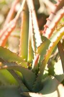 een cactus fabriek met lang wit haren foto