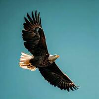 een adelaar stijgt majestueus, uitspraak de enorm uitgestrektheid van de lucht ,ai gegenereerd foto