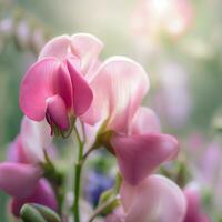 een visie van tuin elegantie, de roze zoet erwt voegt toe charme naar ieder landschap ,ai gegenereerd foto