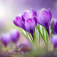 een krokus bloeien verdraagt de regenen, presentatie van haar bepaling naar bloeien ,ai gegenereerd foto