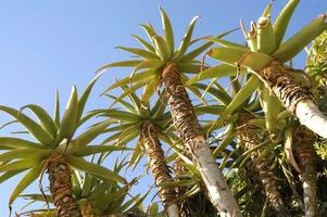 een visie van een palm boom met een blauw lucht in de achtergrond foto