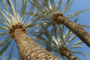 een visie van een palm boom met een blauw lucht in de achtergrond foto