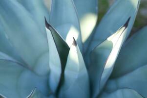 een cactus fabriek met veel stekels foto