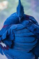 dichtbij omhoog Victoria gekroond duif, blauw grijs vogel met rood ogen en een kroon foto