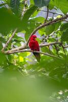 een rood gekleurd vogel en een specht met geel markeringen zijn neergestreken Aan de weelderig takken van een boom. foto