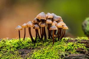 close-up van paddenstoelen in het bos foto