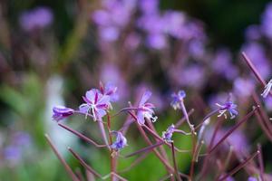 wilde bloemen close-up