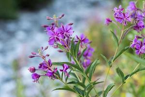 wilde bloemen close-up